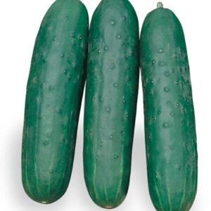 CETRIOLI