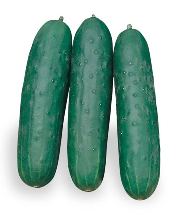 CETRIOLI
