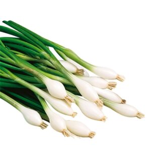 CIPOLLOTTI