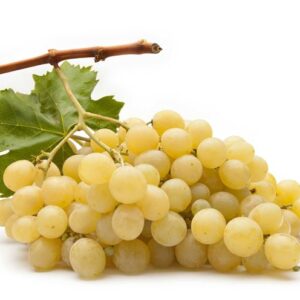 UVA VITTORIA